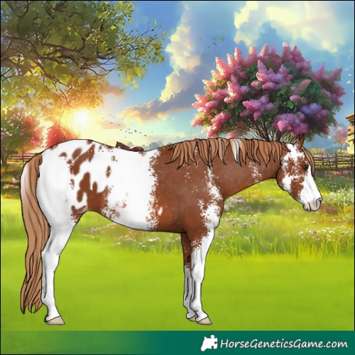 Horse Color:Chestnut Sabino Appaloosa 