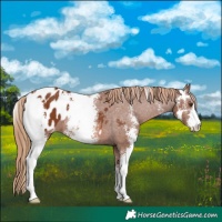 Horse Color:Chestnut Sabino Blanket