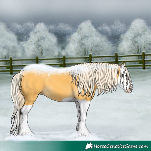 Horse Color:Palomino Splash 