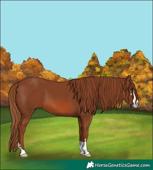 Horse Color:Chestnut 