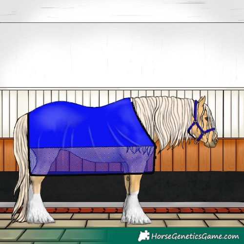 Horse Color:Palomino 