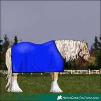 Horse Color:Palomino