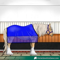 Horse Color:Palomino 