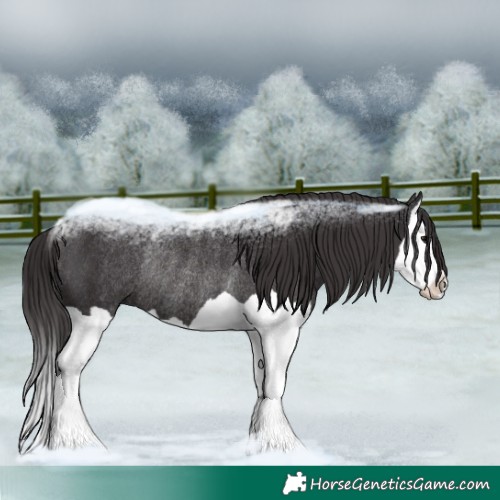 Horse Color:Smoky Black Splash Rabicano 