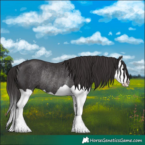 Horse Color:Smoky Black Splash Rabicano 