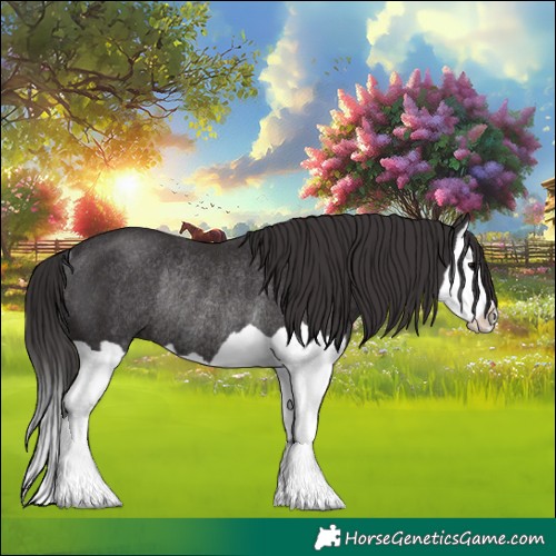 Horse Color:Smoky Black Splash Rabicano 