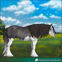Horse Color:Smoky Black Splash Rabicano 