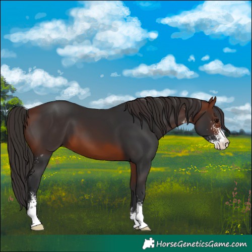Horse Color:Bay Sabino 