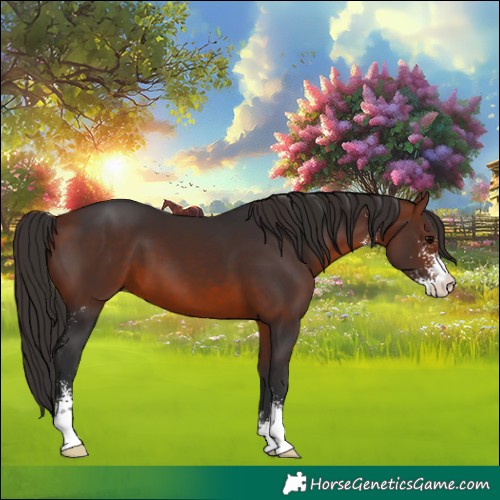 Horse Color:Bay Sabino 
