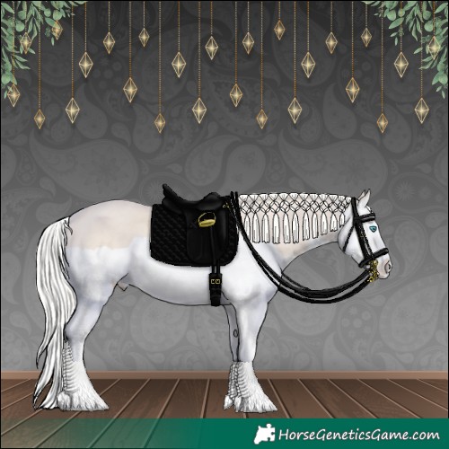 Horse Color:Cremello Splash 