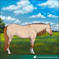 Horse Color:Red Dun