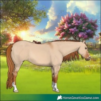 Horse Color:Red Dun 