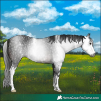 Horse Color:Gray Brown Sabino