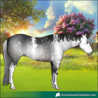 Horse Color:Gray Brown Sabino 