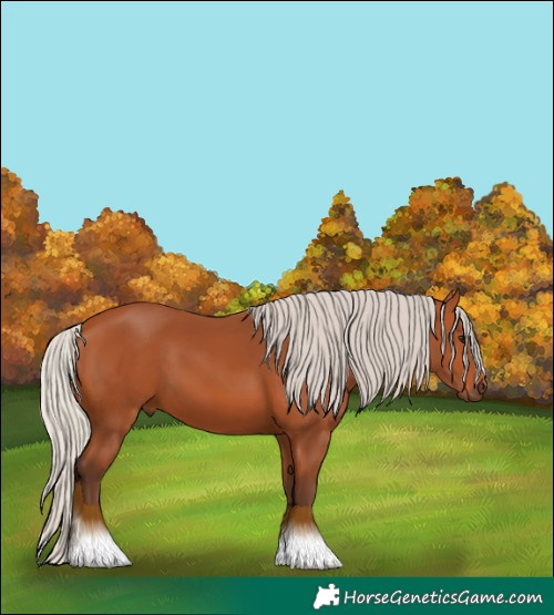 Horse Color:Silver Bay 