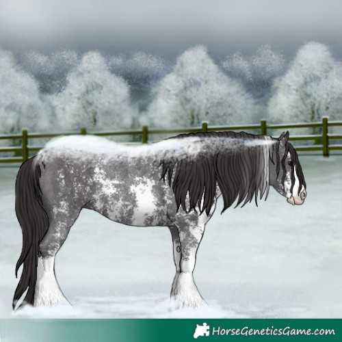 Horse Color:Smoky Black Sabino Rabicano 