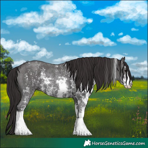 Horse Color:Smoky Black Sabino Rabicano 