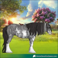 Horse Color:Smoky Black Sabino Rabicano 