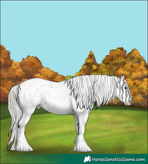 Horse Color:Silver Black Sabino 