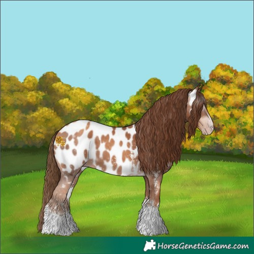 Horse Color:Gray Gold Champagne Sabino Appaloosa 