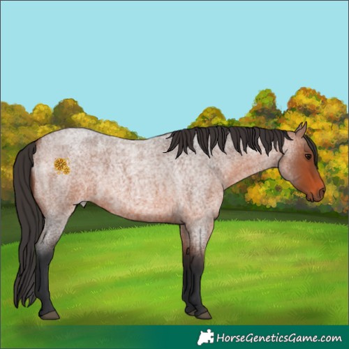 Horse Color:Bay Roan 