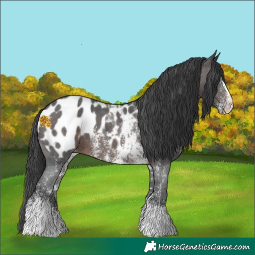 Horse Color:Brown Sabino Appaloosa 