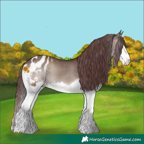 Horse Color:Chocolate Blue Onyx Splash Appaloosa 