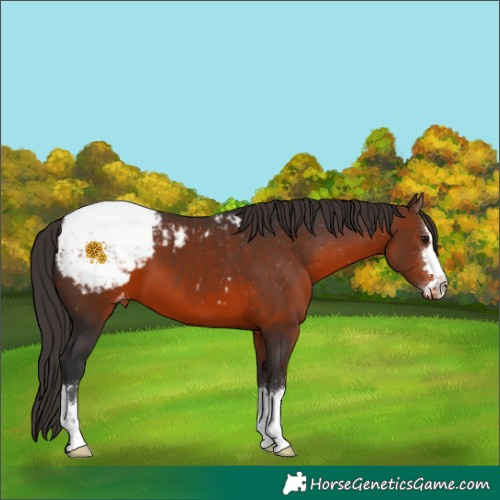 Horse Color:Brown Snowcap 