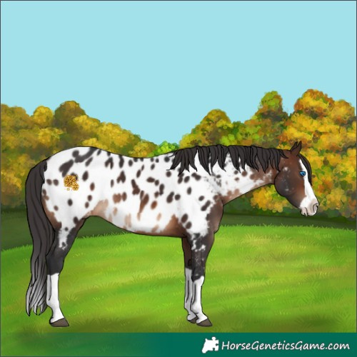Horse Color:Brown Splash Appaloosa Rabicano 