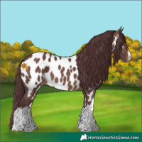 Horse Color:White Spotted Chocolate Brown Dun Appaloosa 