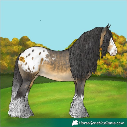 Horse Color:Buckskin Splash Appaloosa 