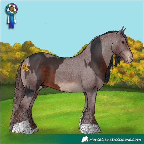 Horse Color:White Spotted Brown  and Chocolate Brown Appaloosa 
