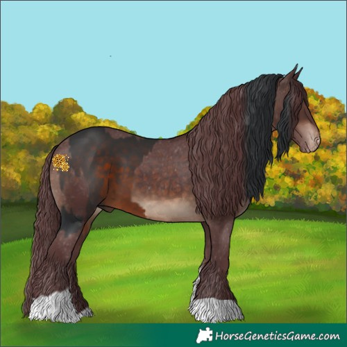 Horse Color:White Spotted Brown  and Chocolate Brown Appaloosa 