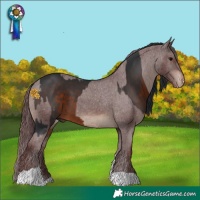 Horse Color:White Spotted Brown  and Chocolate Brown Appaloosa 