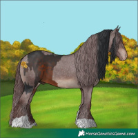 Horse Color:White Spotted Brown and Chocolate Brown Appaloosa