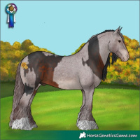 Horse Color:White Spotted Brown and Chocolate Brown Appaloosa