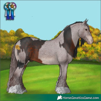 Horse Color:White Spotted Brown and Chocolate Brown Appaloosa