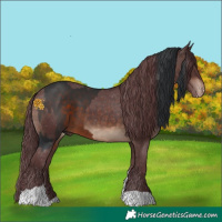 Horse Color:White Spotted Brown  and Chocolate Brown Appaloosa 