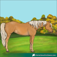 Horse Color:Palomino 