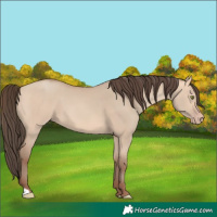 Horse Color:Amber Champagne Dun 