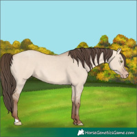 Horse Color:Amber Champagne Dun 