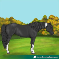 Horse Color:Black Tobiano Rabicano 