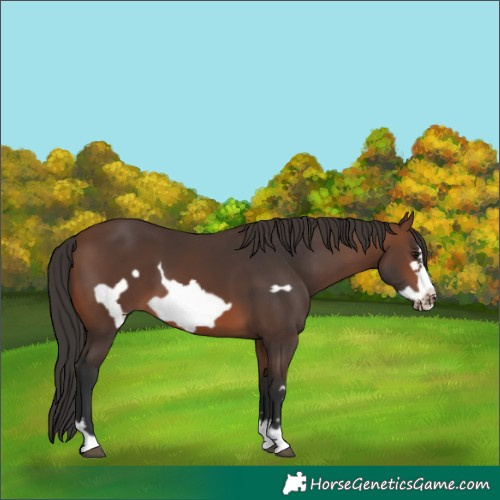 Horse Color:Brown Frame