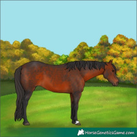Horse Color:Bay 