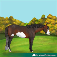 Horse Color:Bay Frame
