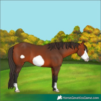 Horse Color:Bay Frame 