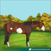 Horse Color:Bay Frame