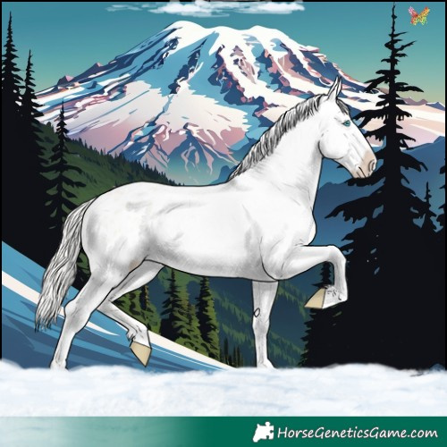 Horse Color:Cremello Appaloosa 