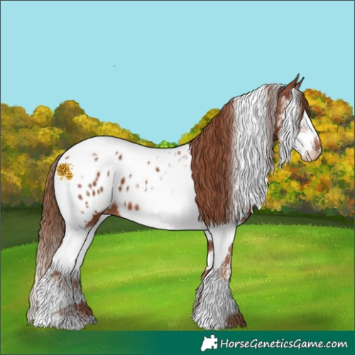 Horse Color:Chestnut Splash Tobiano Appaloosa 