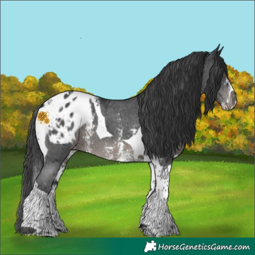 Horse Color:Black Sabino Tobiano Appaloosa 